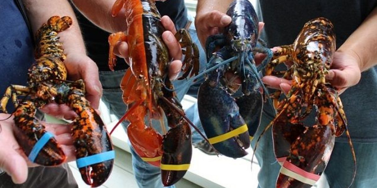 Andi Akmal Minta Pengawasan Kebijakan Ekspor Benih Lobster Ditingkatkan