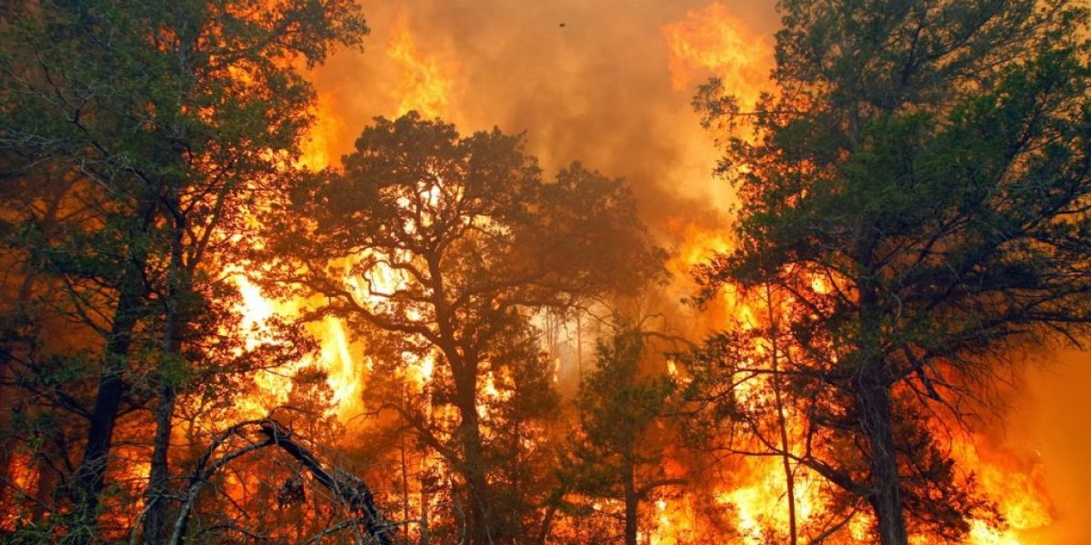 Pembalakan Liar dan Kebakaran Hutan Masih Marak, Bencana Alam Dipicu Ulah Manusia
