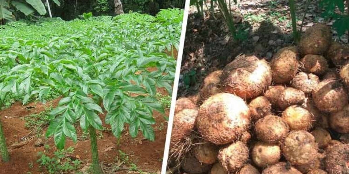 Anggota FPKS Minta Pemerintah Menyisir Potensi Pengembangan Komodotitas Pertanian Berbasis Pedesaan