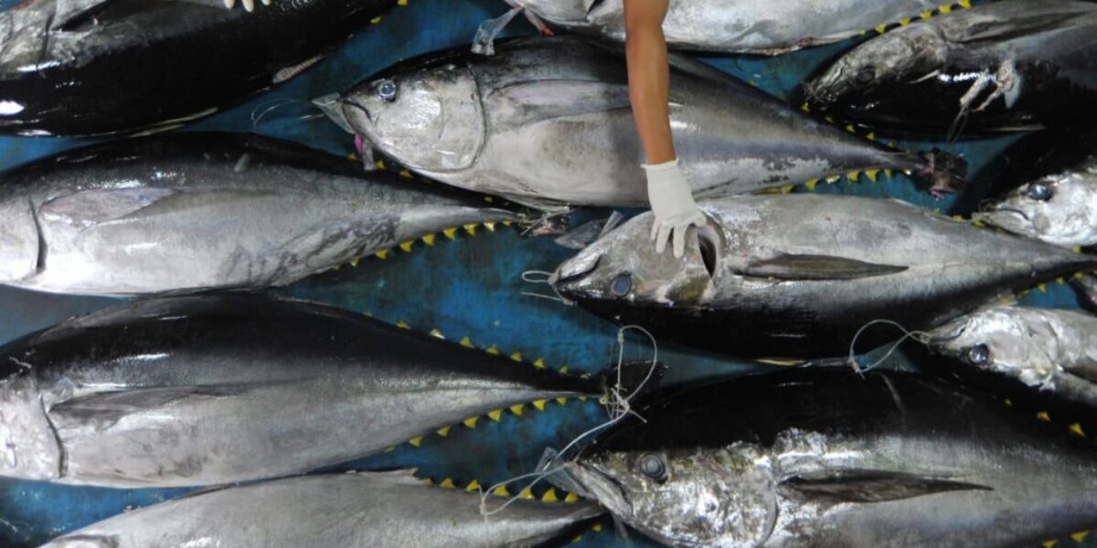 Andi Akmal Apresiasi Kenaikan Ekspor Ikan, Tapi Rakyat Indonesia Jangan Sampai Kekurangan Protein