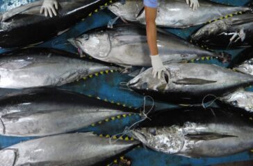 Andi Akmal Apresiasi Kenaikan Ekspor Ikan, Tapi Rakyat Indonesia Jangan Sampai Kekurangan Protein